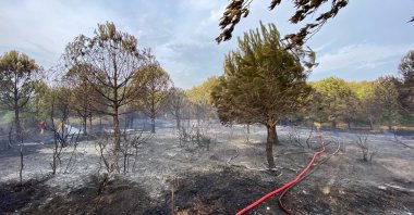 About 1 hectare of land was damaged in the the recent forest fire, Çanakkale, Türkiye, Sept. 6, 2023. (IHA Photo)