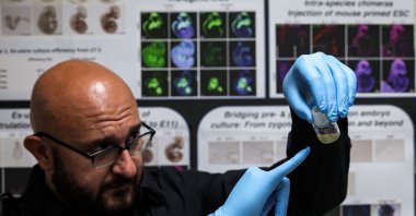 Dr. Jacob Hanna, a specialist in molecular genetics at Israel&#039;s Weizmann Institute of Science, holds a vial containing five-day-old synthetic mouse embryos grown in an electronically controlled ex-utero roller culture platform, Rehovot, Israel, Aug. 04, 2022. (AFP Photo)