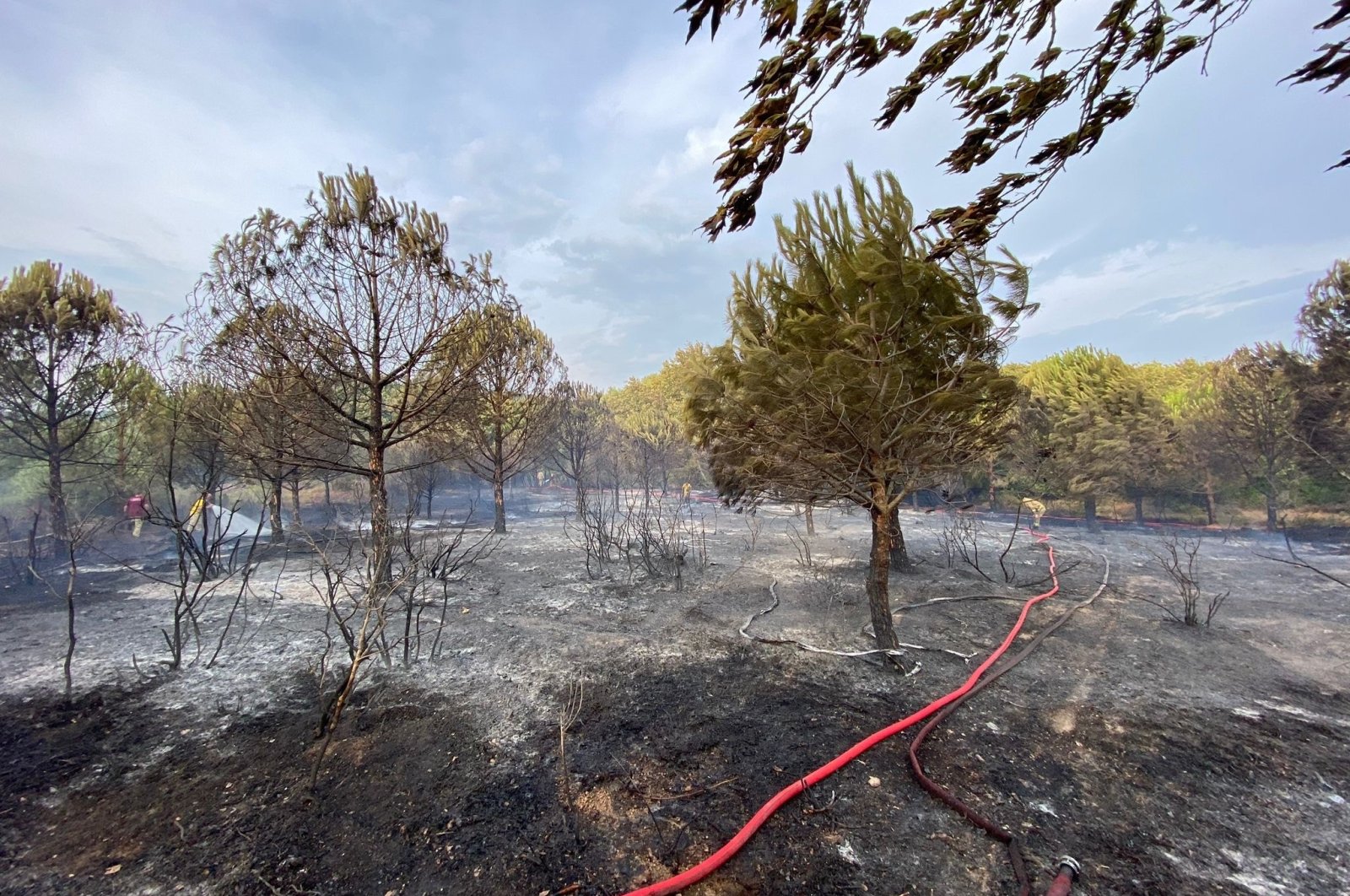 About 1 hectare of land was damaged in the the recent forest fire, Çanakkale, Türkiye, Sept. 6, 2023. (IHA Photo)