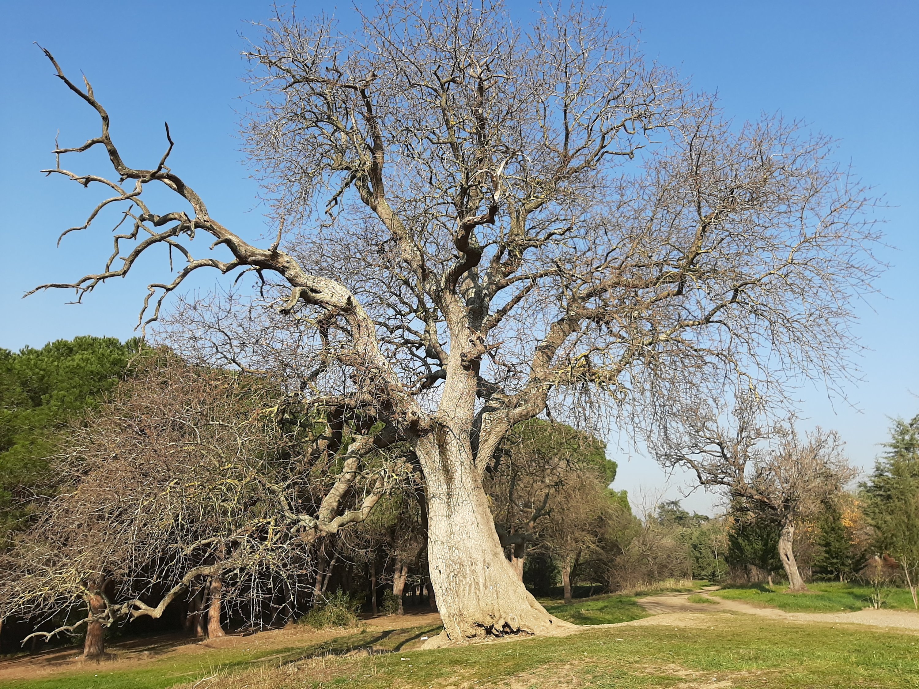 An old giant tree in Validebağ Grove, located near Üsküdar's Altunizade, Istanbul, Türkiye. (Photo courtesy of Lisa Morrow)
