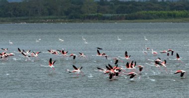 Migratory birds are seen flying over Hersek Lagoon in Yalova, northwestern Türkiye, Sept. 9, 2023. (AA Photo)