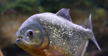 Spain's most crowded beach destinations have been exiting the water with injured feet as a result of fish with growing appetites that enjoy nibbling on anything edible. (Shutterstock Photo)