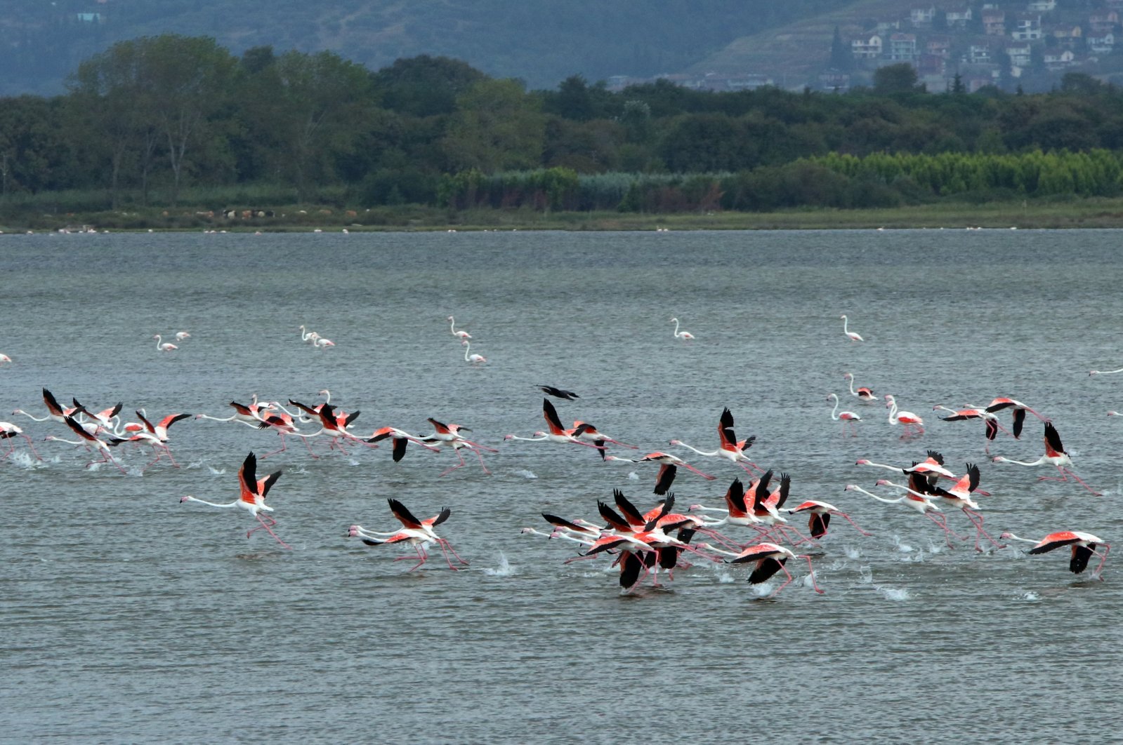 Birdlife flourishes in Türkiye’s Hersek Lagoon as fall arrives