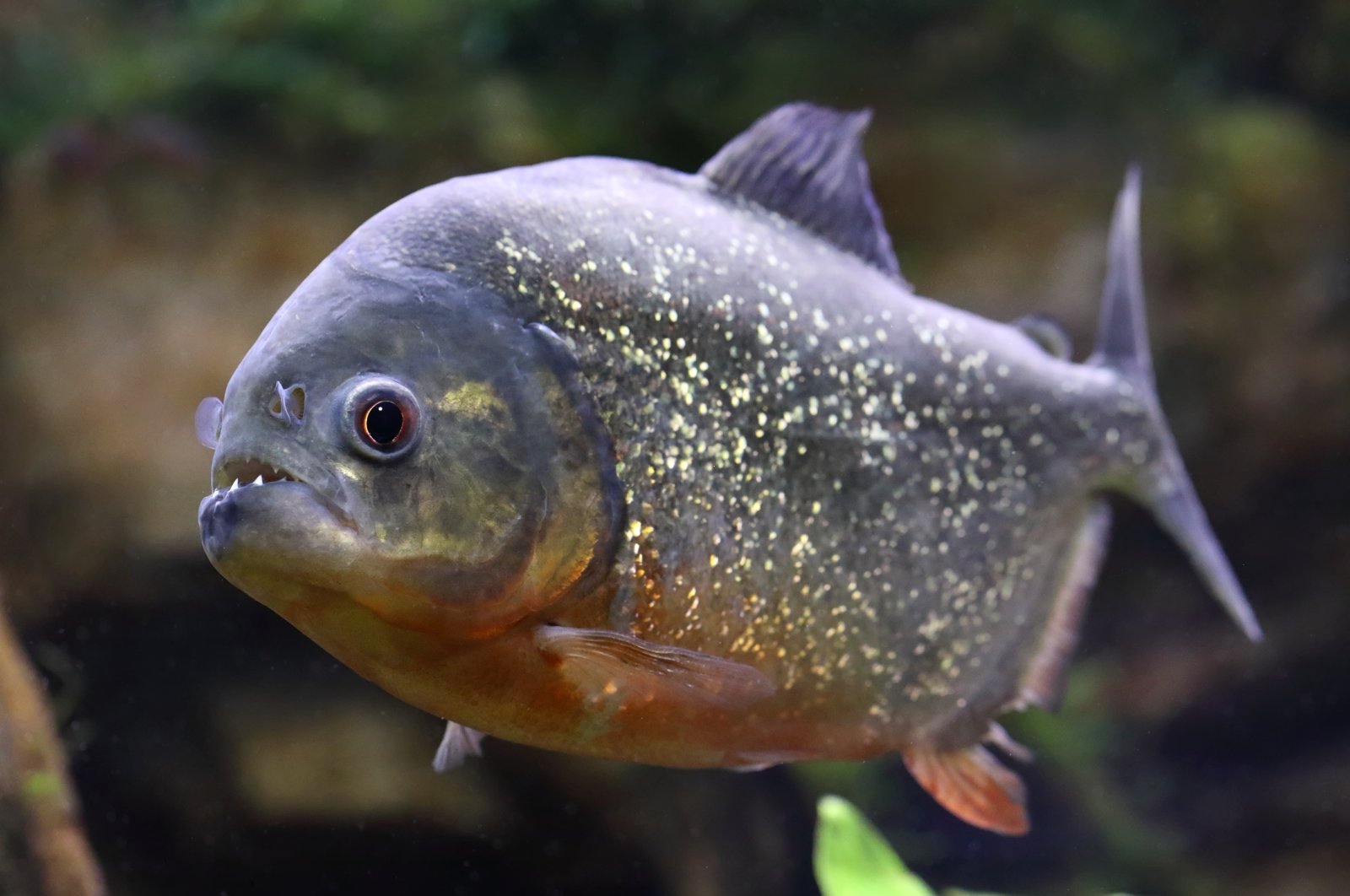 Spain&#039;s most crowded beach destinations have been exiting the water with injured feet as a result of fish with growing appetites that enjoy nibbling on anything edible. (Shutterstock Photo)