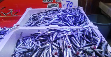 Anchovies are in huge demand in the public market in Sakarya, Türkiye, Sept. 10, 2023. (Photo by Sisa Bodani)
