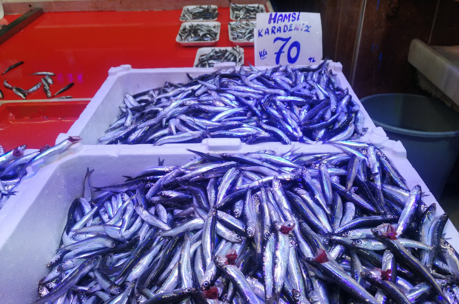 Anchovy catch in Marmara Sea rises twofold as fishing ban lifts