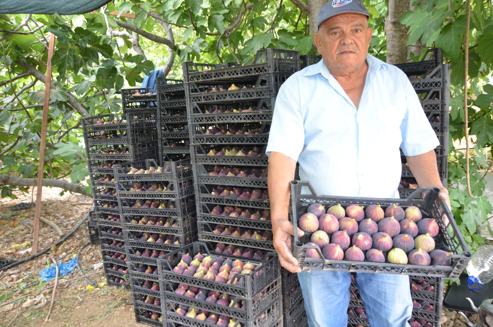 Producers face less fig yields amid rising temperatures in S. Türkiye