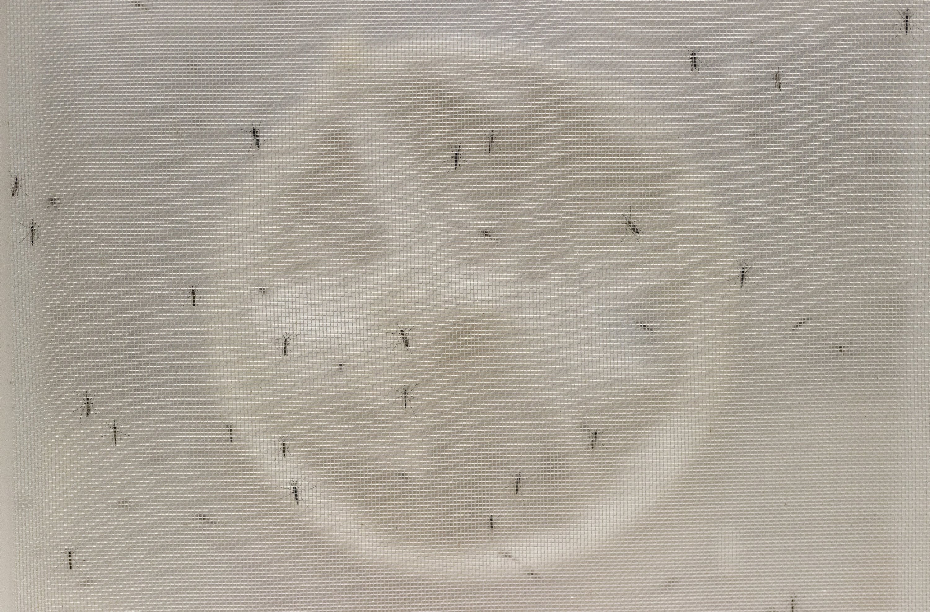 A picture shows Aedes aegypti mosquitoes in the entomology laboratory of the National Center for the Control of Tropical Diseases (CENCET) in Santo Domingo, Dominican Republic, Sept. 6, 2023. (EPA Photo)