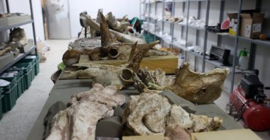 Fossils belonging to the family of giraffes called &quot;giraffa,&quot; seen in this photo taken on Sept. 15, 2023, were found this year in the fossil excavations launched in Kayseri, Türkiye. (AA Photo)