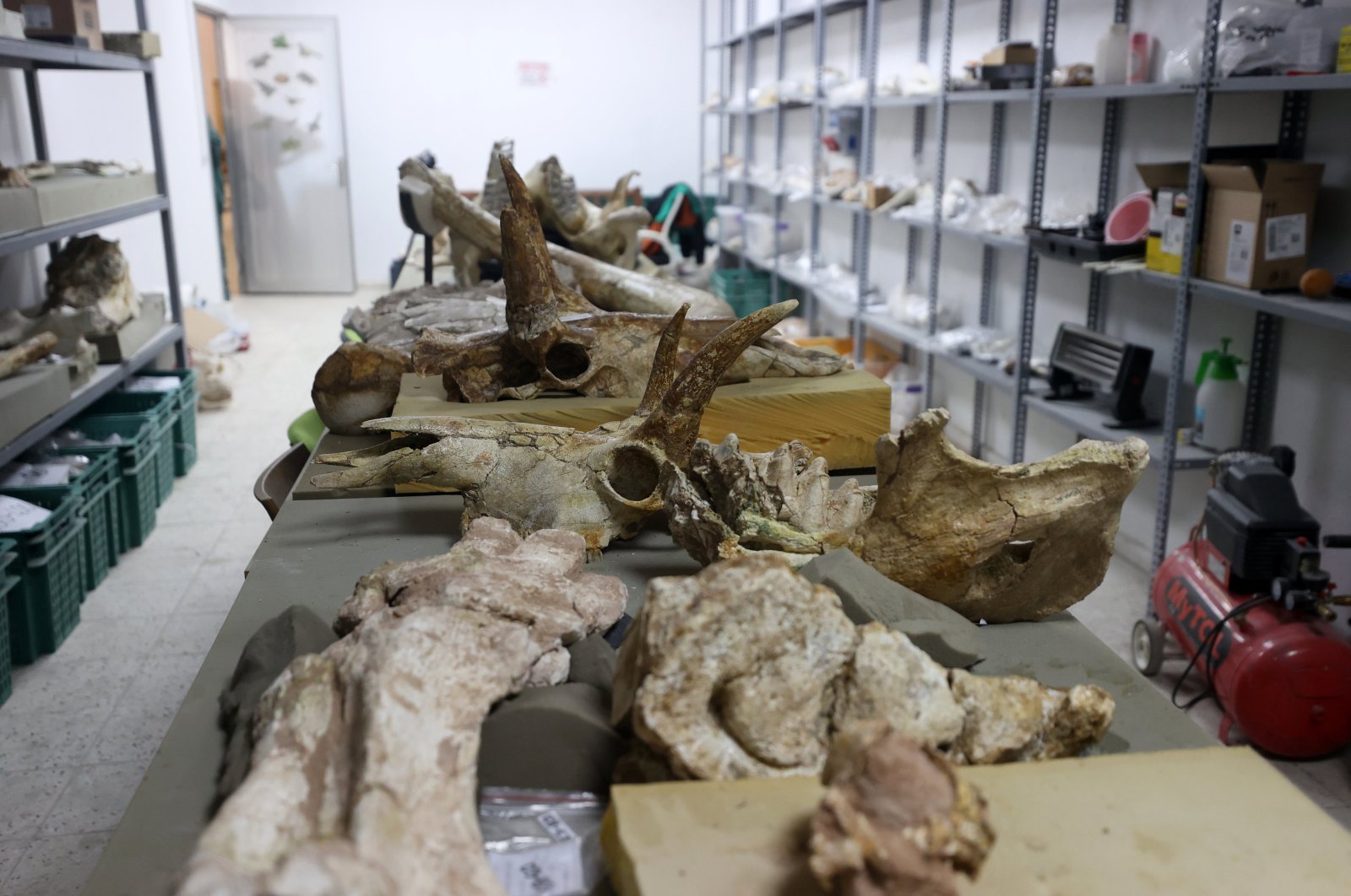 Giraffe fossils found during excavations in Türkiye’s Kayseri