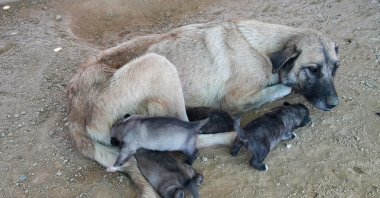 A stray dog nurses her puppies after being rescued from a cliff in the Tarsus district of Mersin, Türkiye, Sept. 20, 2023. (AA Photo)