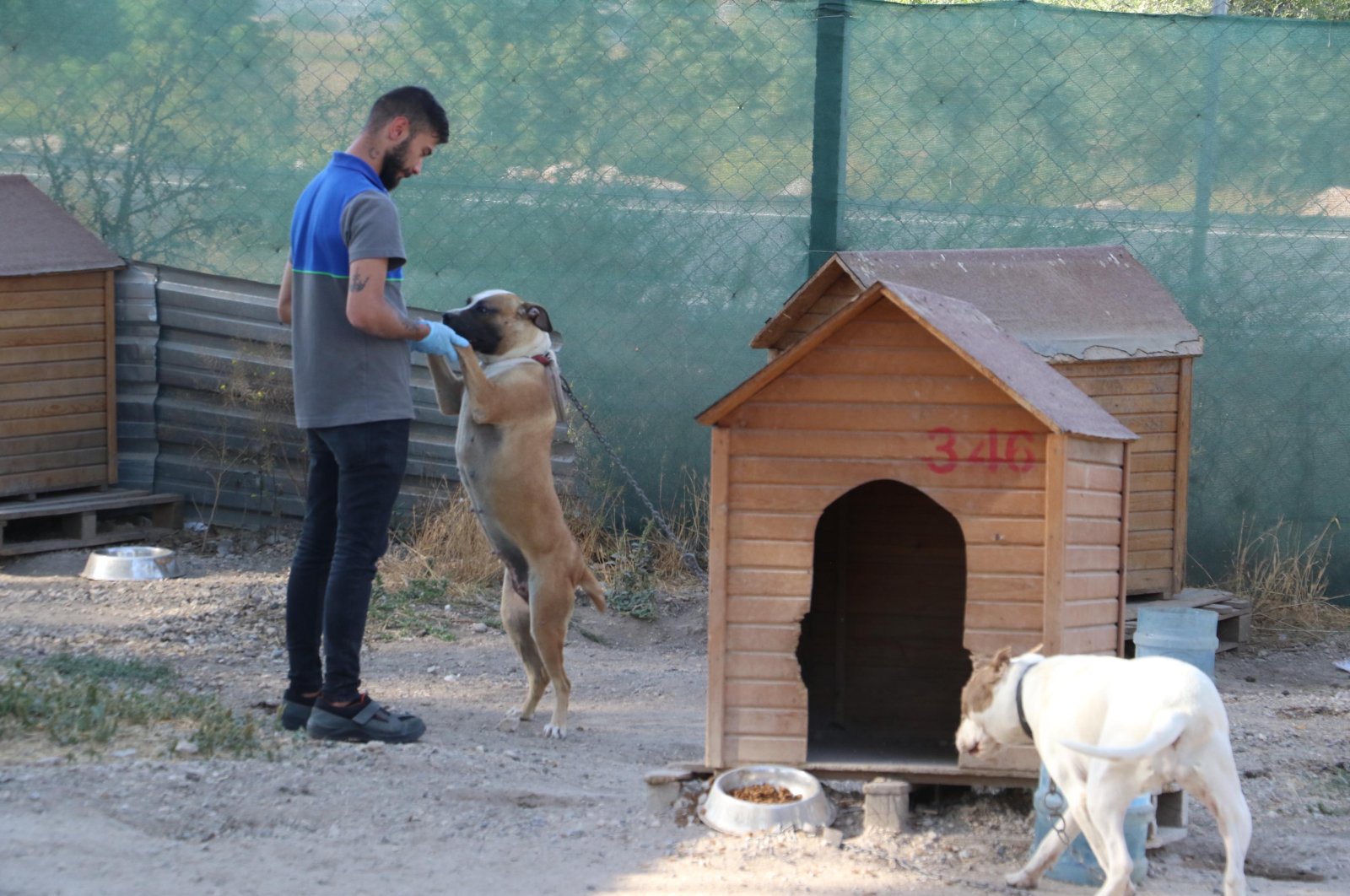 &quot;Stray animals and those residing in shelters typically lack a guardian or protector, rendering them particularly vulnerable.&quot; Eskişehir, Türkiye, Sept. 21, 2023. (DHA Photo)