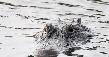 An alligator swims through the Wakodahatchee Wetlands, Delray Beach, Florida, U.S., Feb. 12, 2023. (Getty Images Photo)