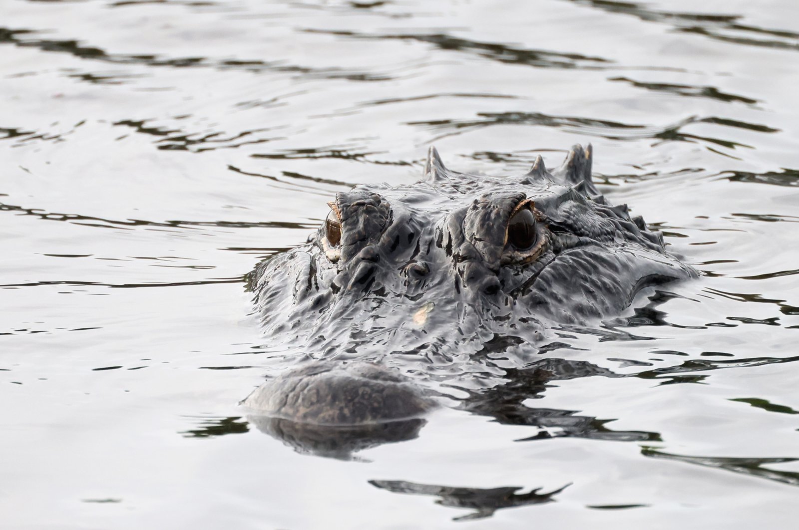 An alligator swims through the Wakodahatchee Wetlands, Delray Beach, Florida, U.S., Feb. 12, 2023. (Getty Images Photo)