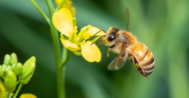 Golden honeybee on flower is seen collecting nectar, Sept. 27, 2023. (Shutterstock Photo)