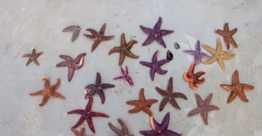 The invasive Atlantic starfish in Mediterranean Sea, Türkiye, Oct. 2, 2023. (DHA Photo)