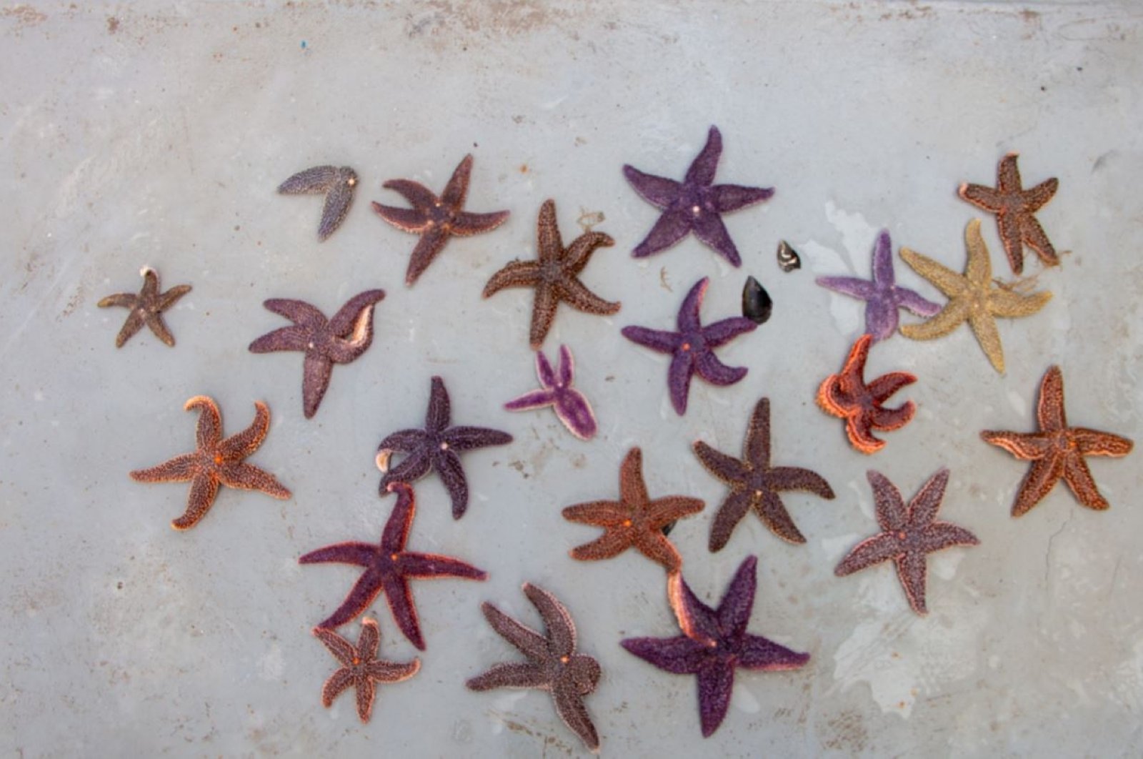 UNDP launches project to combat invasive starfish in Turkish seas - Vimarsana News