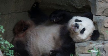 Giant Panda Tian Tian rests after an event featuring first lady Michelle Obama and Madame Peng Liyuan, first lady of the People&#039;s Republic of China, at the Giant Panda exhibit at the Smithsonian National Zoo in Washington, U.S., Sept. 25, 2015. (AFP Photo)
