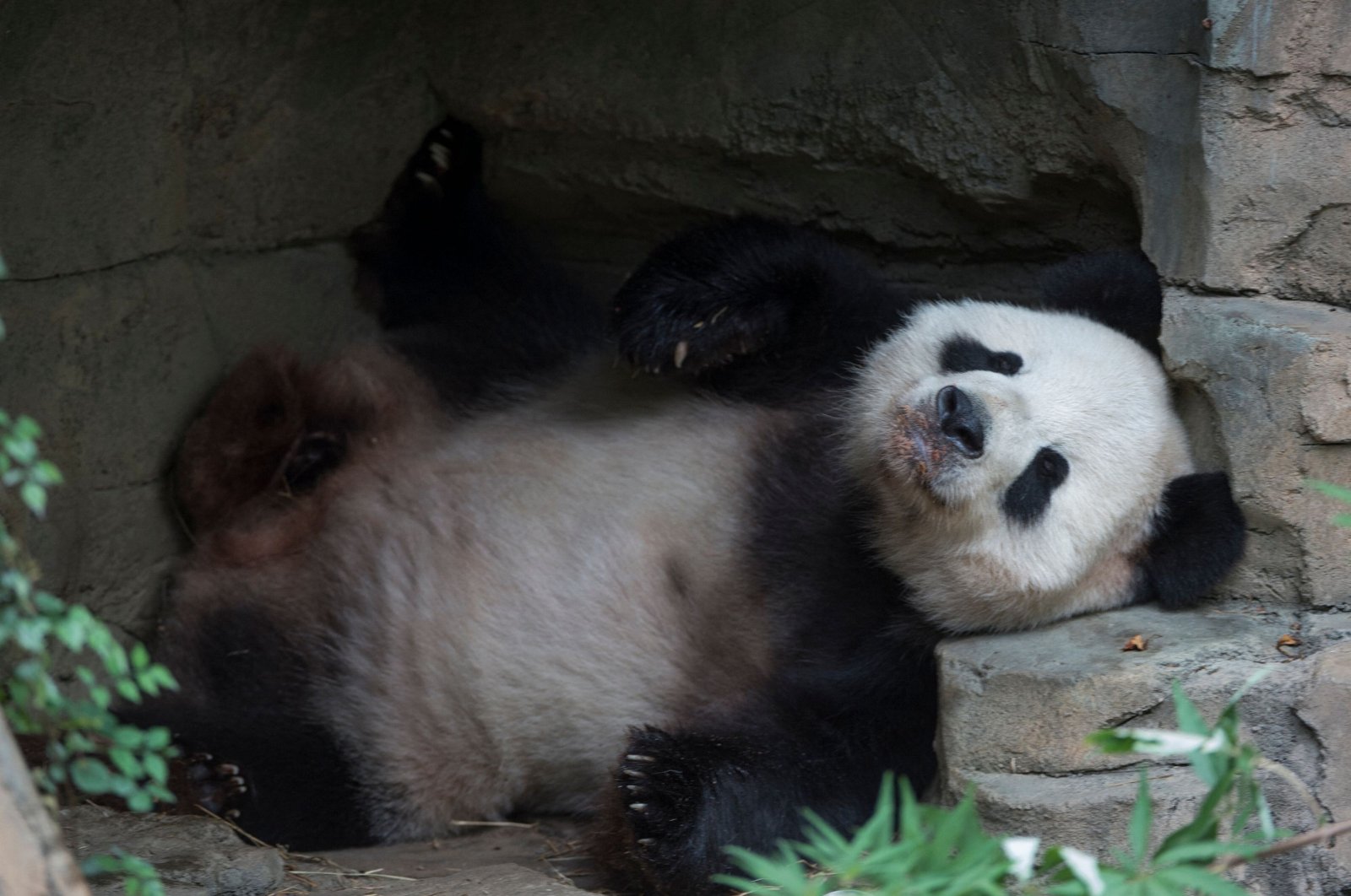 Giant Panda Tian Tian rests after an event featuring first lady Michelle Obama and Madame Peng Liyuan, first lady of the People&#039;s Republic of China, at the Giant Panda exhibit at the Smithsonian National Zoo in Washington, U.S., Sept. 25, 2015. (AFP Photo)