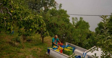 Thymios Economou, an apple farmer, sorts apples in a field, Zagora, northern Greece, Sept. 25, 2023. (AFP Photo)