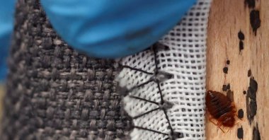 A bed bug is seen in the seams of a sofa bed, in L&#039;Hay-les-Roses, near Paris, France, Sept. 29, 2023. (Reuters Photo)
