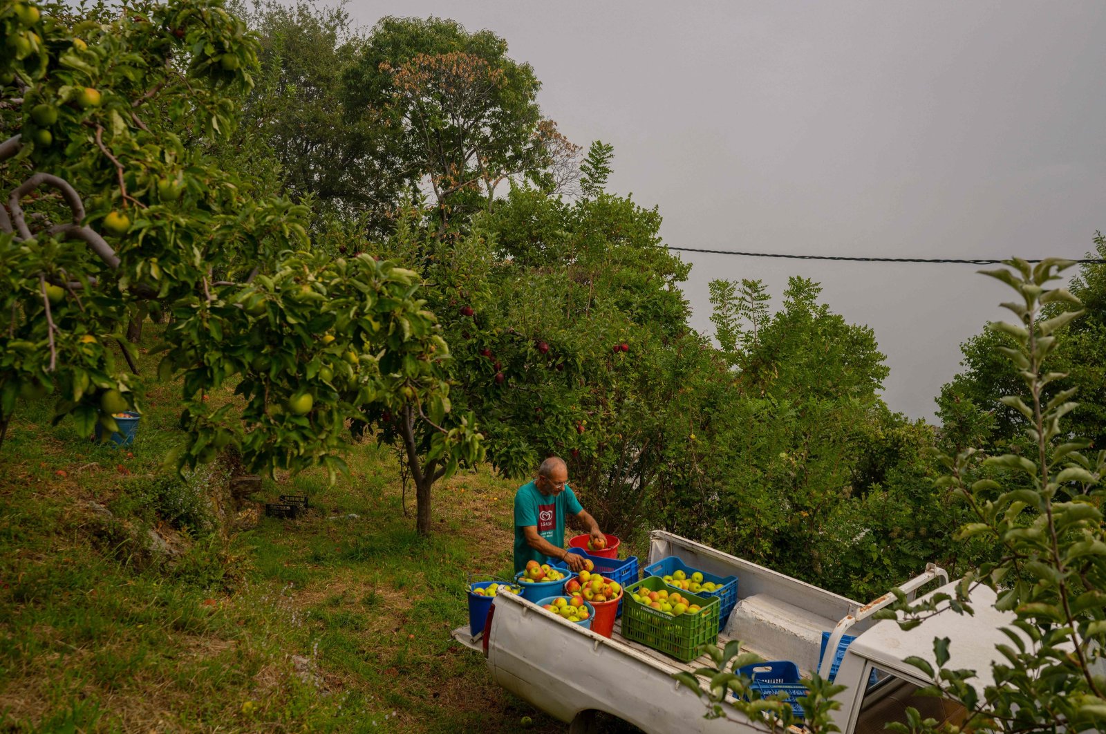 Thymios Economou, an apple farmer, sorts apples in a field, Zagora, northern Greece, Sept. 25, 2023. (AFP Photo)