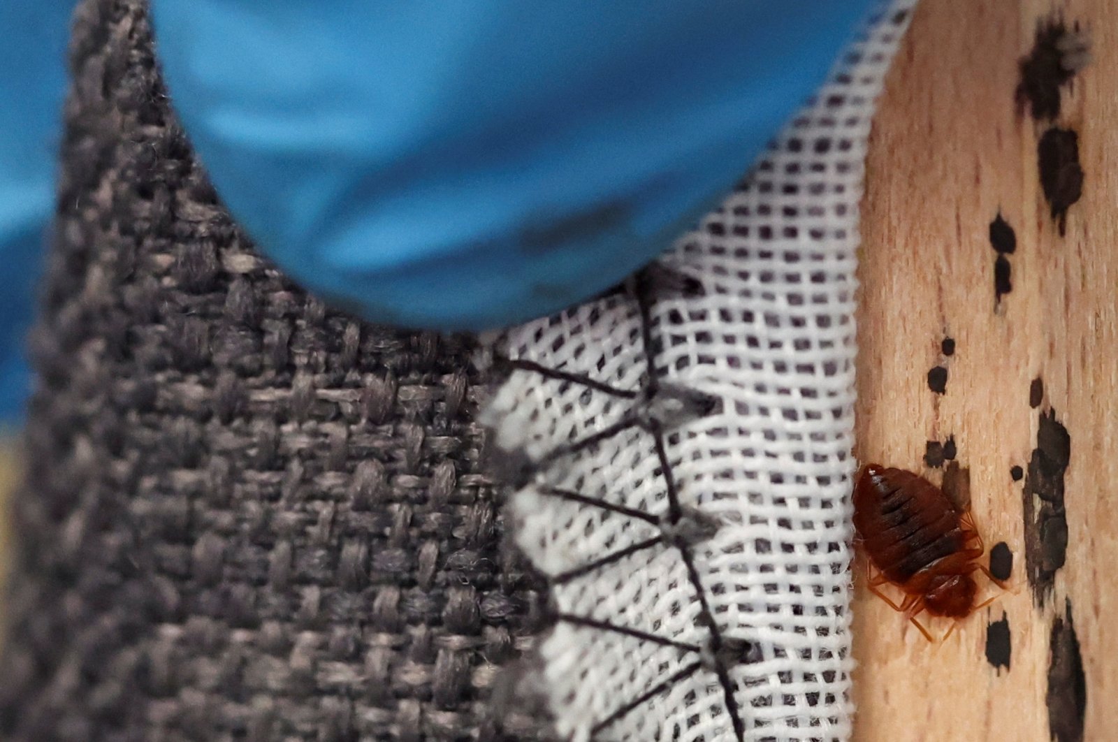 A bed bug is seen in the seams of a sofa bed, in L&#039;Hay-les-Roses, near Paris, France, Sept. 29, 2023. (Reuters Photo)