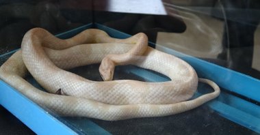 Confiscated corn snake is seen in a box, Aksaray, Türkiye, Oct. 5, 2023. (DHA photo)