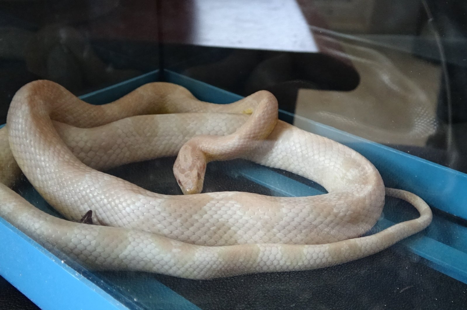 Confiscated corn snake is seen in a box, Aksaray, Türkiye, Oct. 5, 2023. (DHA photo)