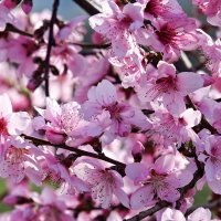 Pink peach flowers are seen blooming in Diyarbakır, southeastern Türkiye, March 22, 2023. (Getty Images Photo)