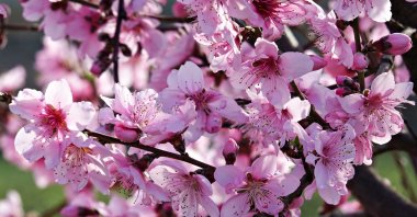 Pink peach flowers are seen blooming in Diyarbakır, southeastern Türkiye, March 22, 2023. (Getty Images Photo)