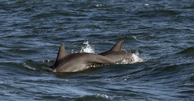 A pair of bottlenose dolphins surface off the coast of Savannah, Georgia, U.S., Aug. 7, 2019. (AP Photo)