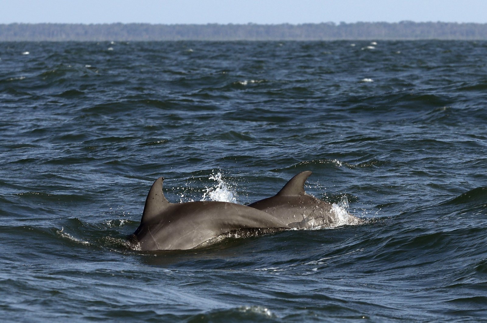 A pair of bottlenose dolphins surface off the coast of Savannah, Georgia, U.S., Aug. 7, 2019. (AP Photo)