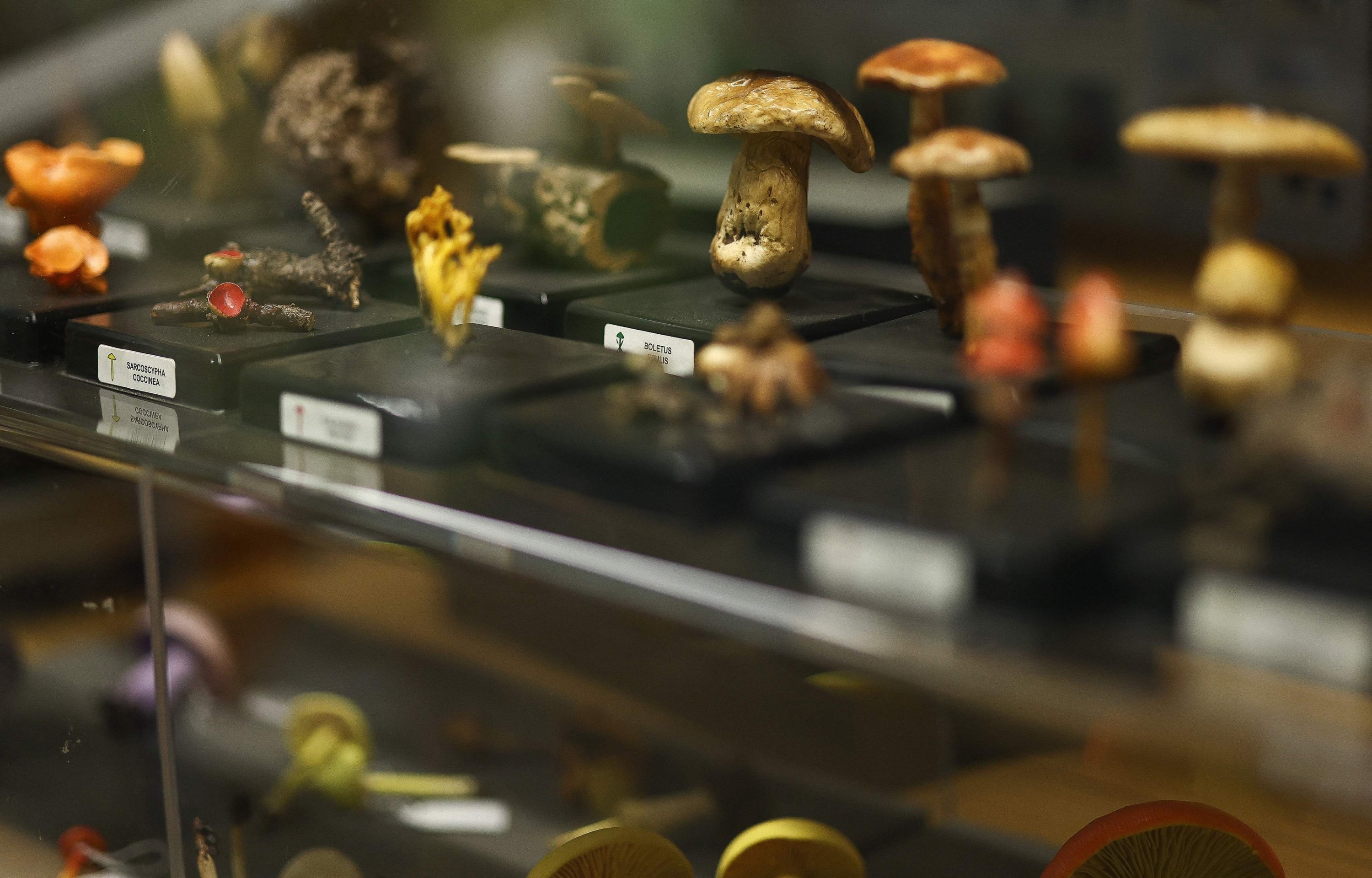 Fungus samples are seen on display inside the Fungarium at the Royal Botanic Gardens in Kew, London, U.K., Oct. 6, 2023. (AFP Photo)