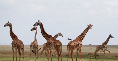 Giraffes in open grass as Kenya Wildlife Service (KWS) veterinarians fit them with solar-powered Global Positioning System (GPS) tracking devices, Maasai Mara, Kenya, Sept. 19, 2023. (Reuters Photo)
