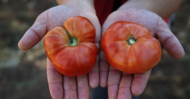 A farmer holds Guldar tomatoes, a variety revived with heirloom seeds, Bingöl, central Türkiye, Oct. 10, 2023. (AA Photo)