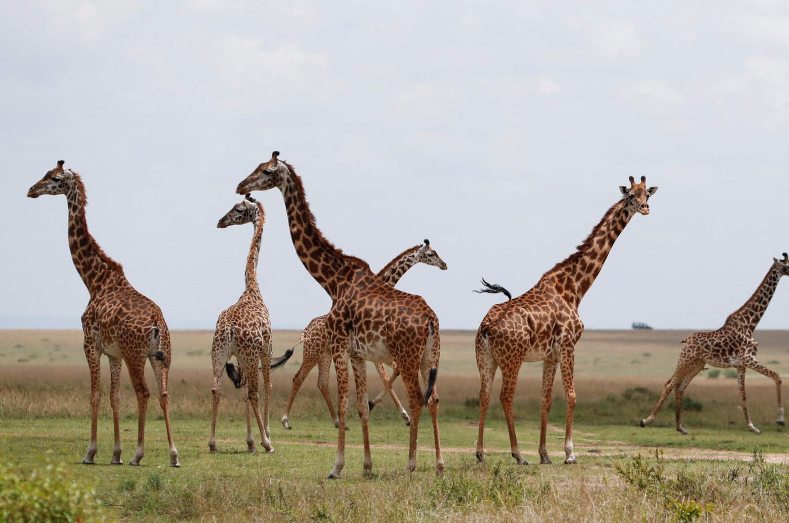 Giraffes in open grass as Kenya Wildlife Service (KWS) veterinarians fit them with solar-powered Global Positioning System (GPS) tracking devices, Maasai Mara, Kenya, Sept. 19, 2023. (Reuters Photo)