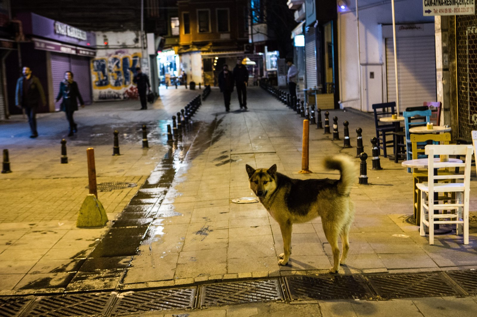 In this file photo a stray dog seen on a street in Istanbul, Türkiye, March 23, 2016. (Sabah Photo)