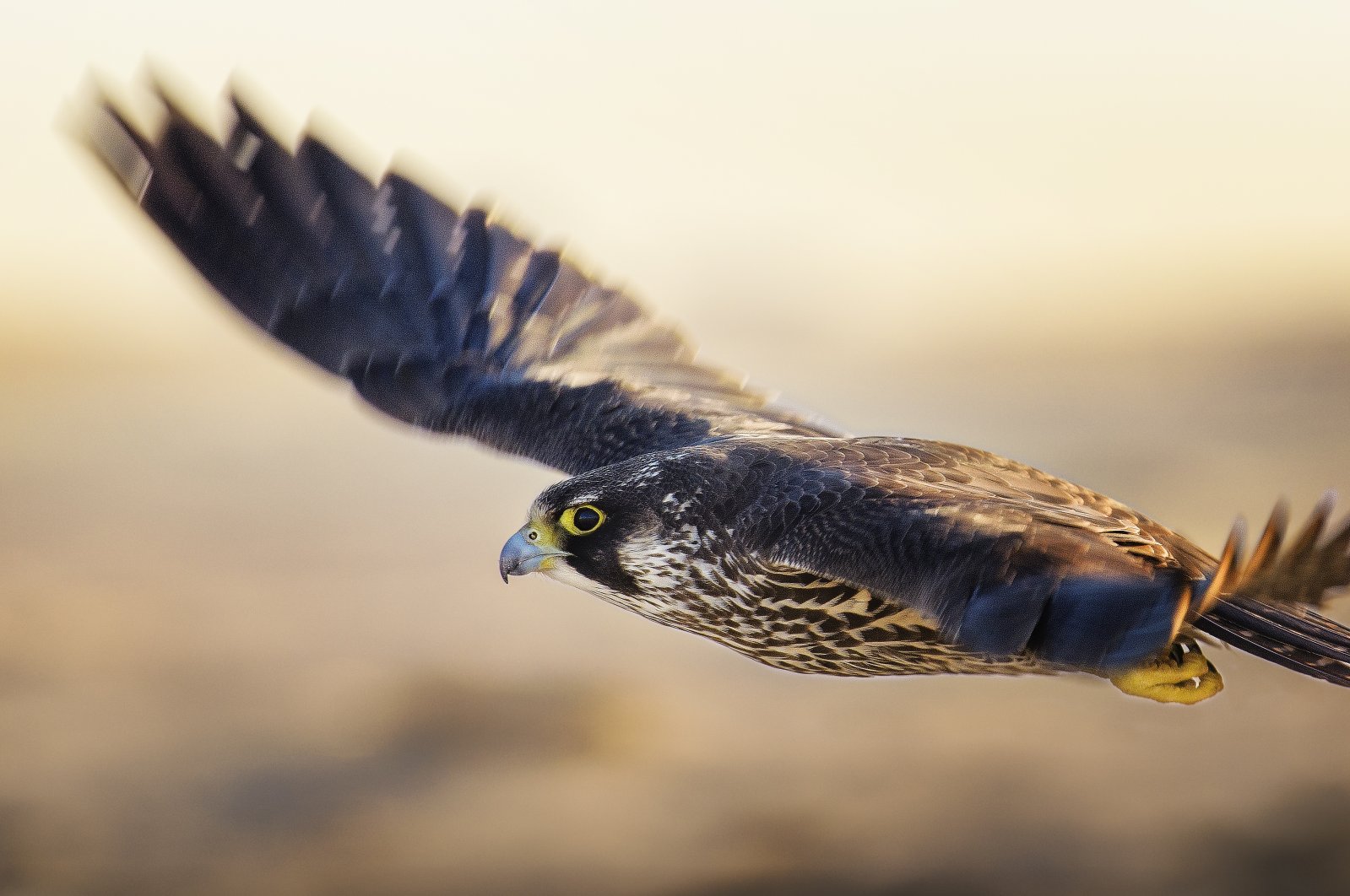 A young Peregrine Falcon in flight close up with blurred wings at Jones Beach, Long Island, New York, U.S., Jan. 1, 2019. (Getty Images Photo) 