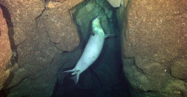 A Mediterranean monk seal is seen during a diving in Alanya, Antalya, Türkiye, Oct. 16, 2023. (AA Photo)