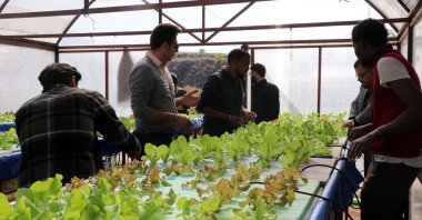 International students are seen along with their professor growing soil-free lettuce in Erciyes University, Kayseri, Türkiye, Oct. 17, 2023. (DHA Photo)