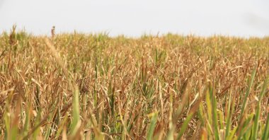 Wheat crops harvested in Thrace, northwestern Türkiye, Oct. 17, 2023. (AA Photo)