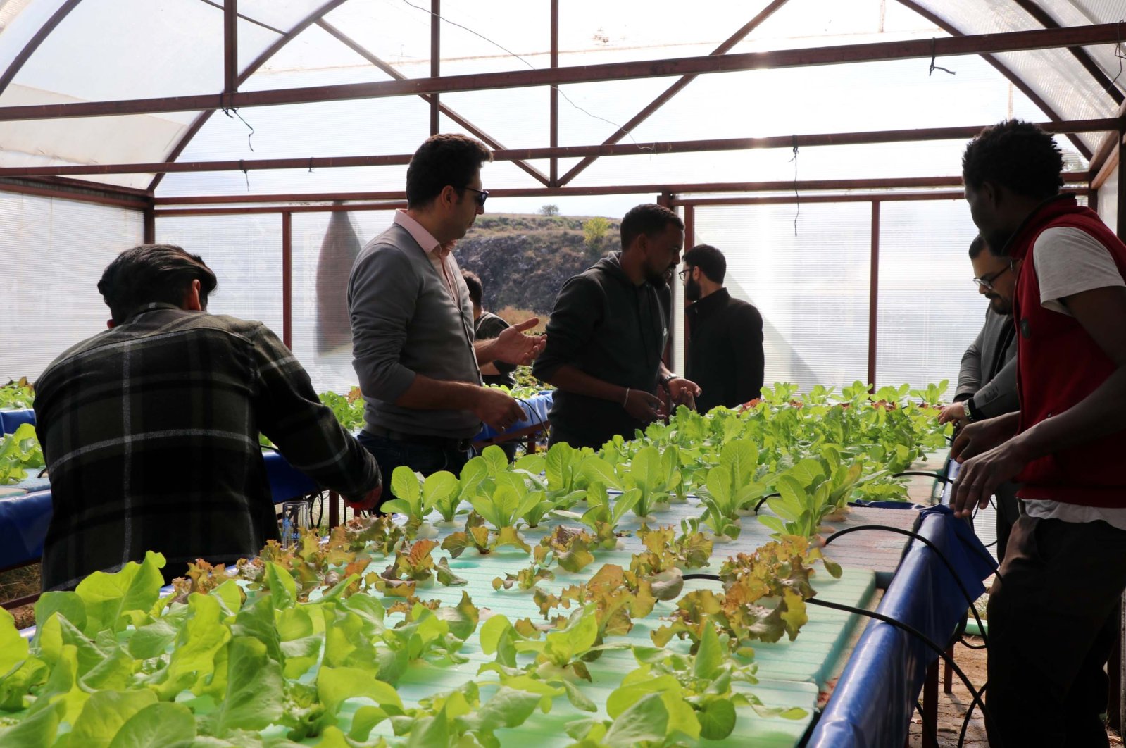 International students are seen along with their professor growing soil-free lettuce in Erciyes University, Kayseri, Türkiye, Oct. 17, 2023. (DHA Photo)
