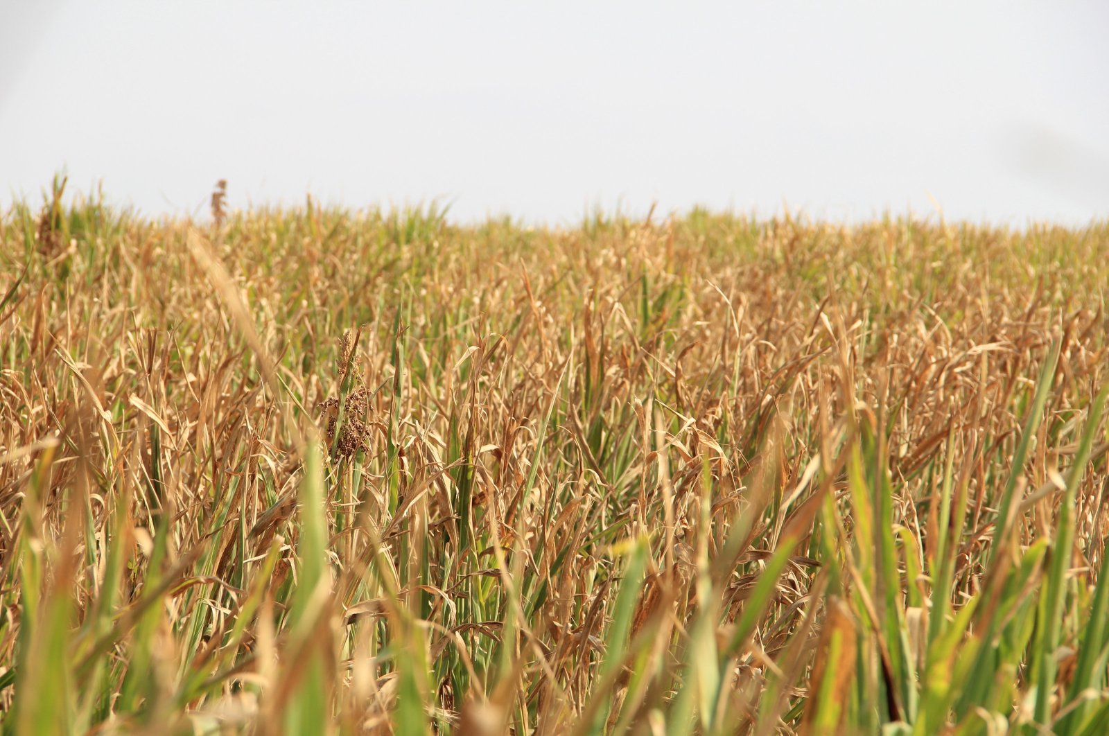 Wheat crops harvested in Thrace, northwestern Türkiye, Oct. 17, 2023. (AA Photo)