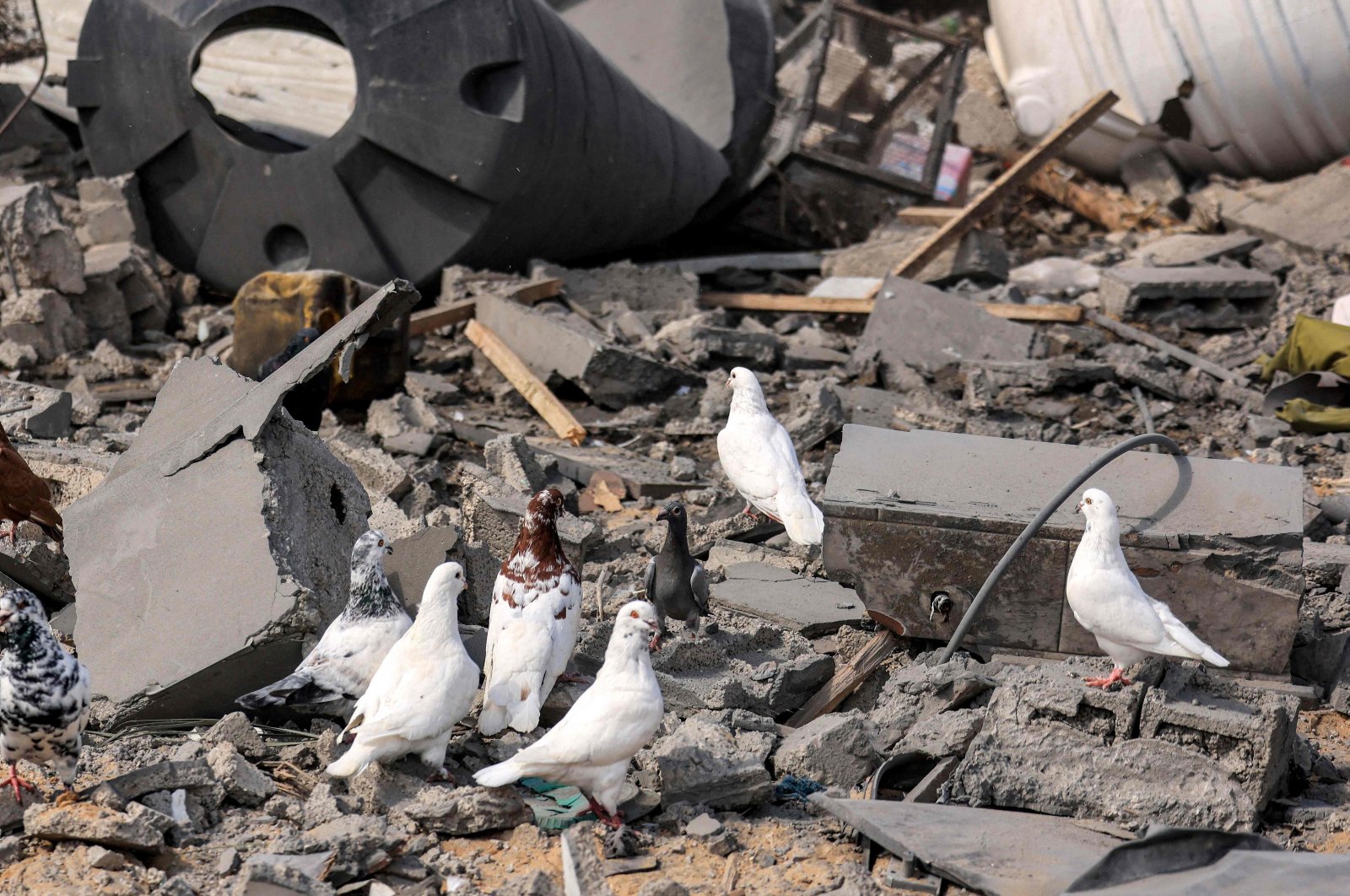 Pigeons perch on the rubble of a destroyed building following Israeli bombardment in Khan Yunis in the southern of Gaza Strip, Palestine, Oct. 18, 2023. (AFP Photo)