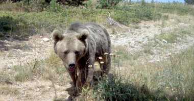 A bear recently spotted in the eastern Anatolia region, Türkiye, Oct. 19, 2023. (AA Photo)