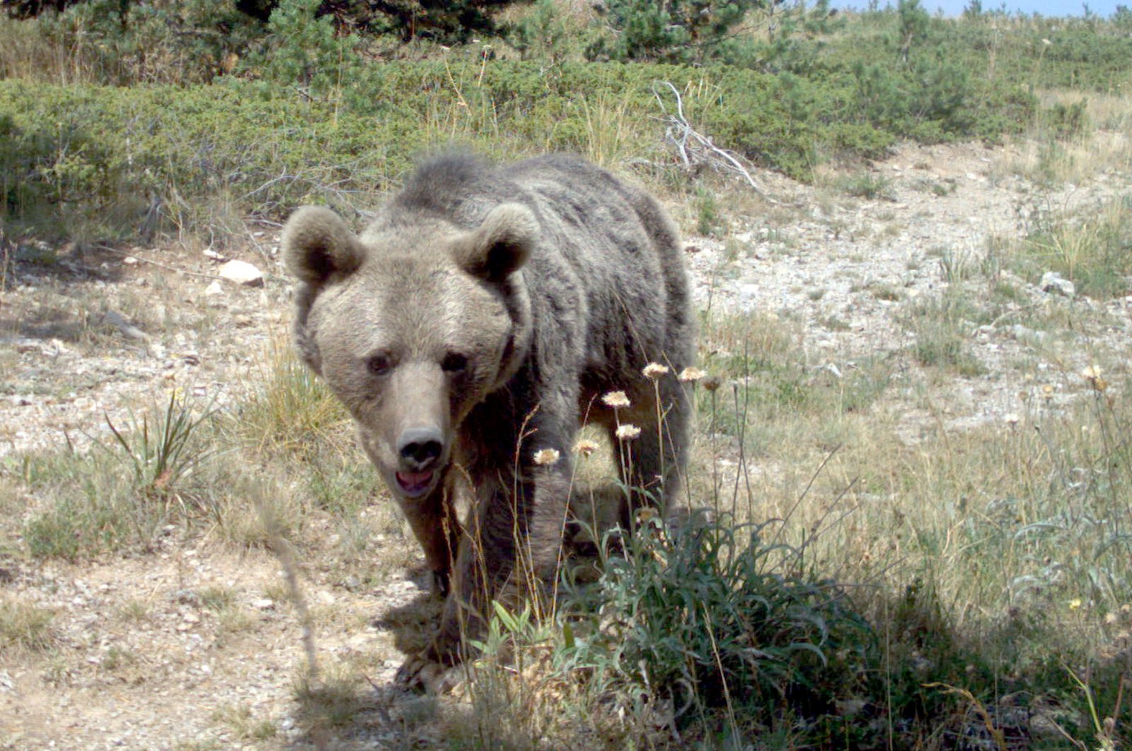 A bear recently spotted in the eastern Anatolia region, Türkiye, Oct. 19, 2023. (AA Photo)