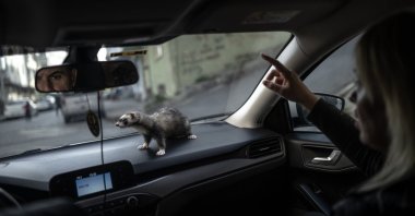 Özlem Altuntaş drives her Ferret, &quot;Jojo,&quot; Gaziosmanpaşa, Istanbul, Türkiye, Oct. 23, 2023. (AA Photo)