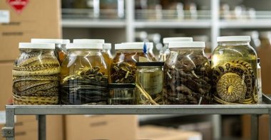 Alcohol-filled jars containing various snakes species were recently acquired by the University of Michigan Museum of Zoology from Oregon State University, Michigan, U.S. (Photo courtesy of Michigan Photography)