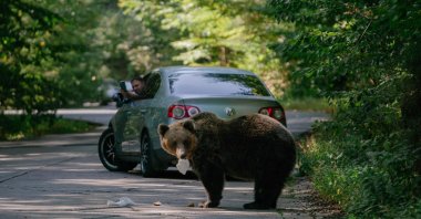 A bear eats a sandwich thrown by a passing driver, while another driver films with his mobile phone, Covasna, Romania, Sept. 29, 2023. (AFP Photo)